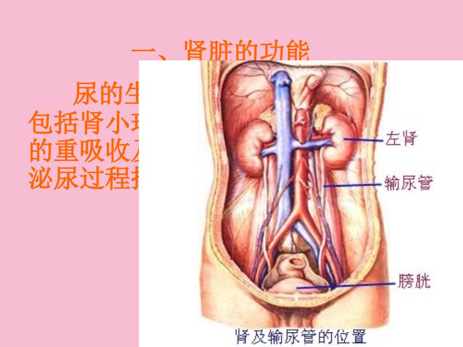 第章尿的生成和排出ppt课件_第4页