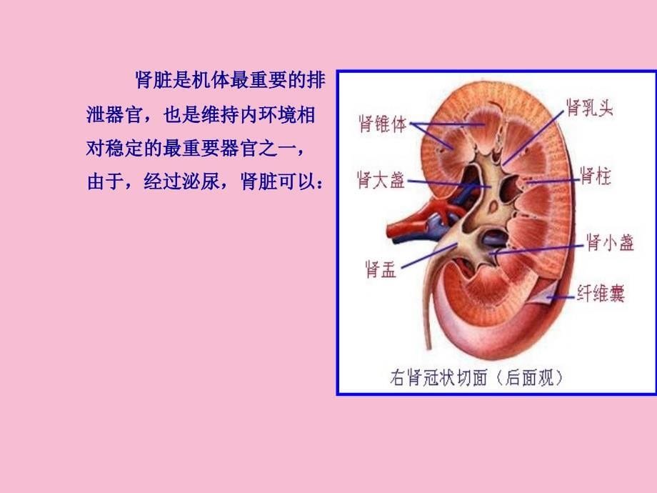 第章尿的生成和排出ppt课件_第5页