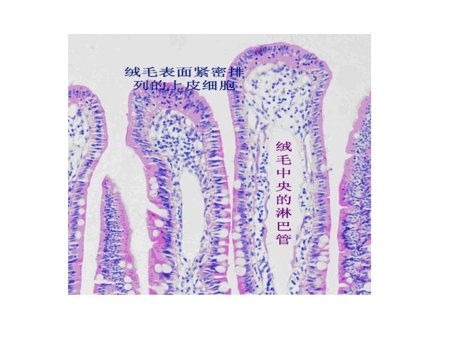 小肠上皮细胞培养_第4页