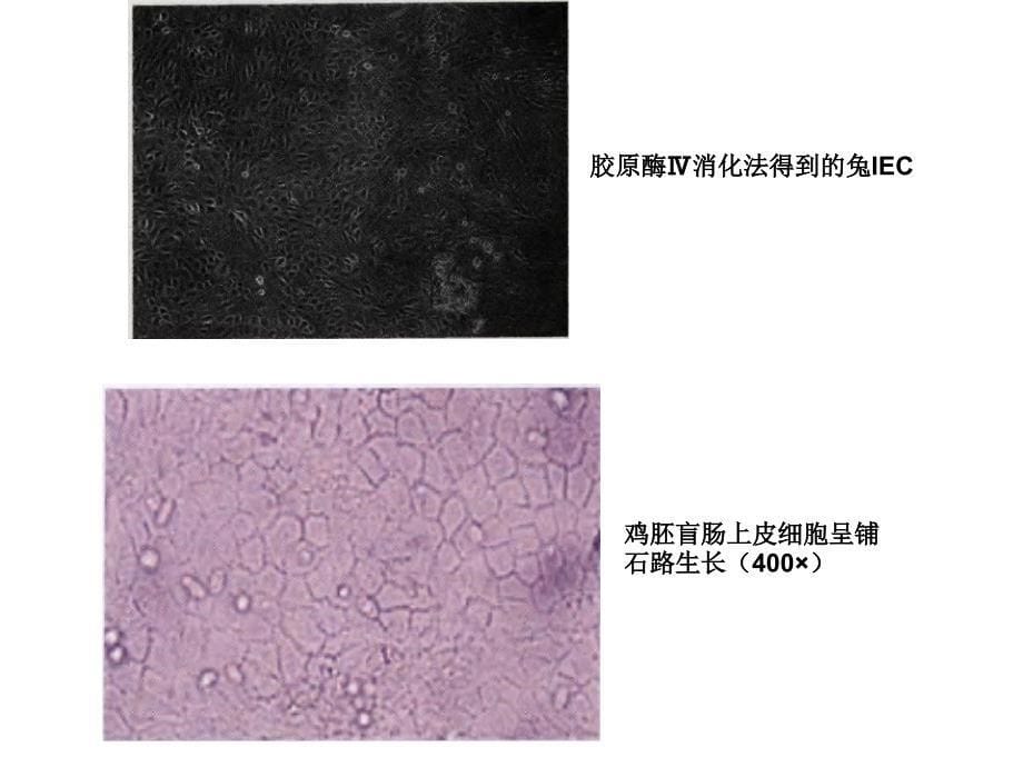 小肠上皮细胞培养_第5页