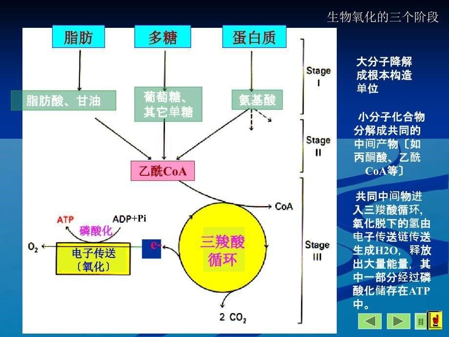 物质代谢的相互调节和联系ppt课件_第5页