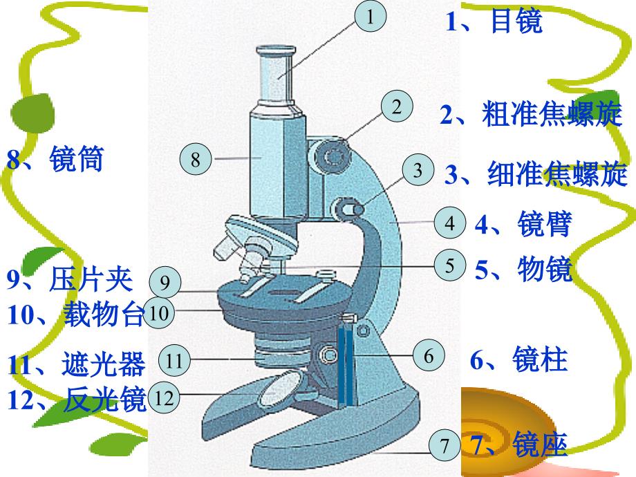 练习使用显微镜_第3页