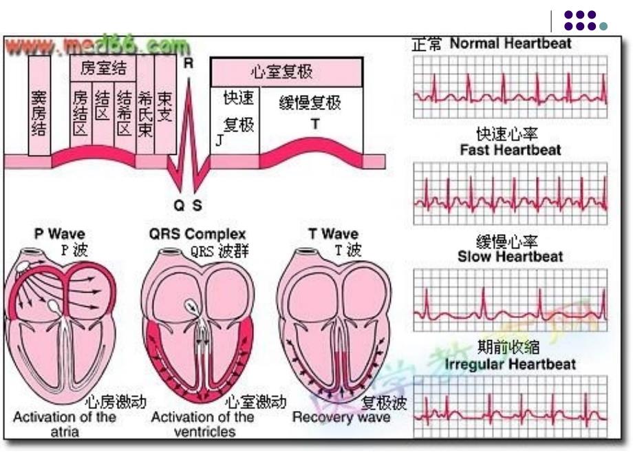 抗心律失常药的概念_第3页