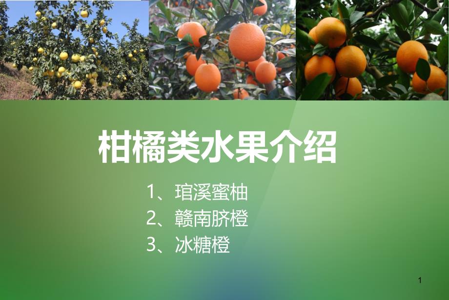 柑橘类水果介绍ppt课件_第1页