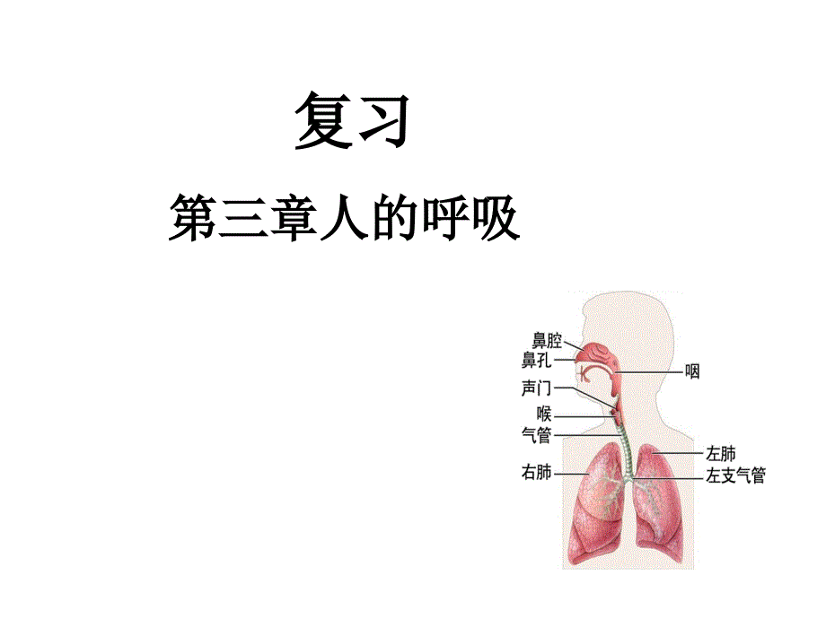 第三章人的呼吸13_第1页