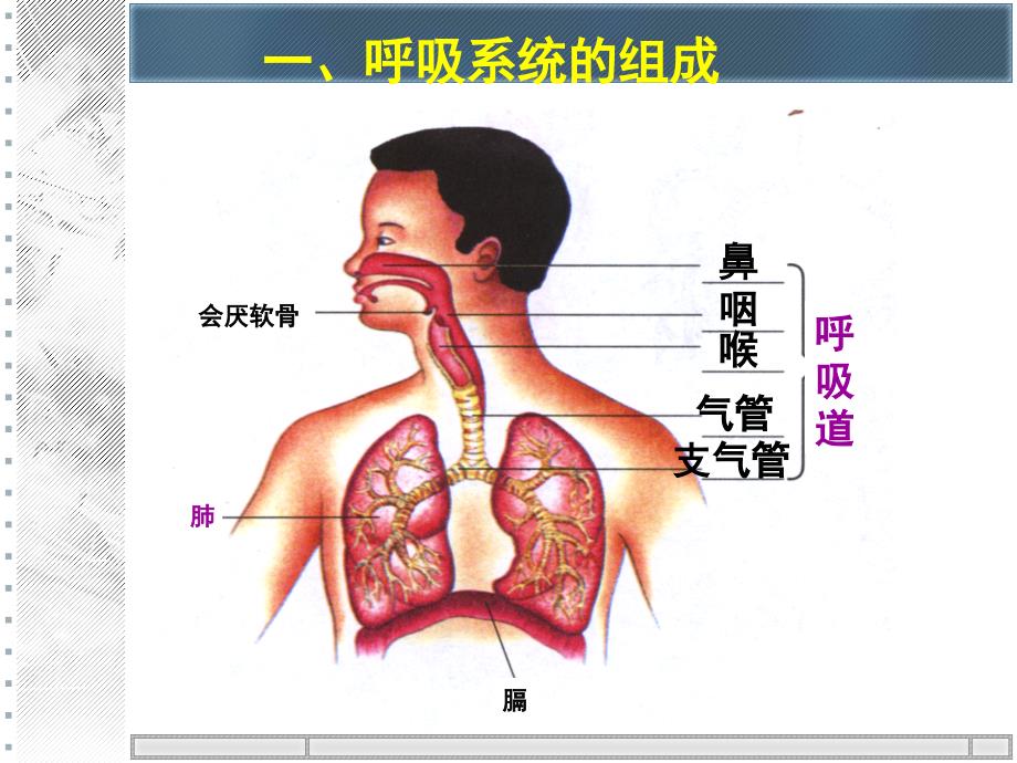 第三章人的呼吸13_第2页