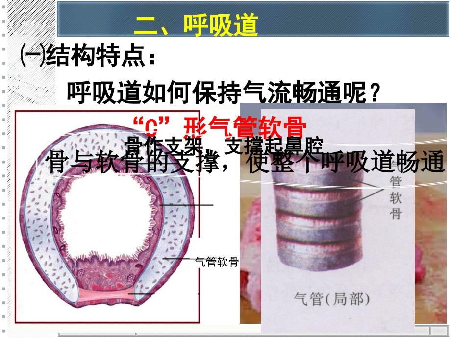 第三章人的呼吸13_第4页