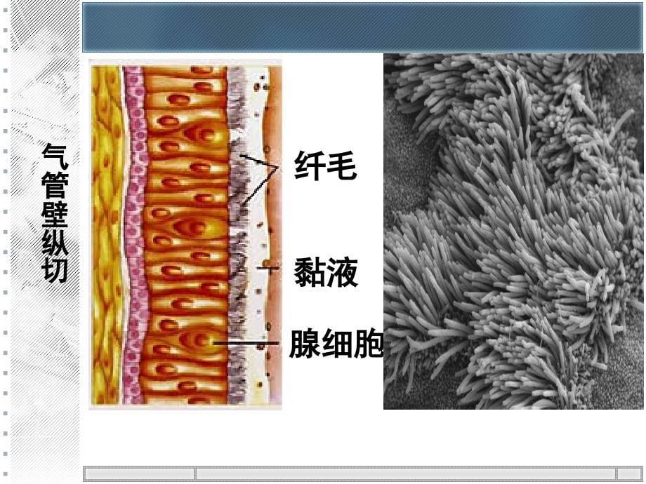 第三章人的呼吸13_第5页