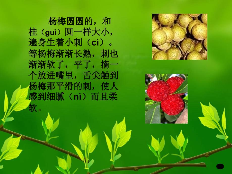 《我爱故乡的杨梅》PPT课件.ppt_第4页