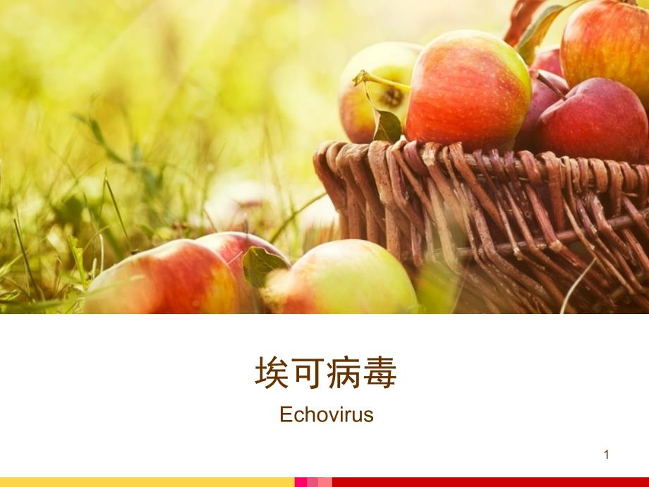 埃可病毒PPT参考幻灯片_第1页