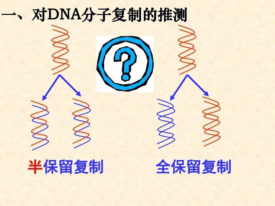 生物33DNA的复制课件2人教版必修2_第5页