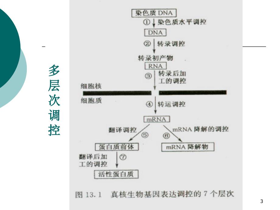 真核生物的基因表达调控课件_第3页