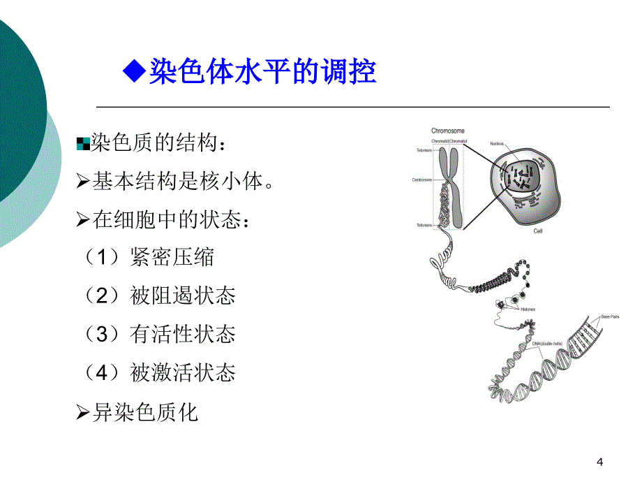 真核生物的基因表达调控课件_第4页