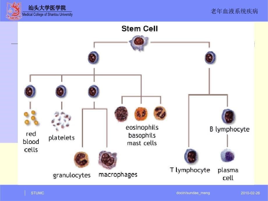 【大学课件】老年血液系统疾病P37_第5页