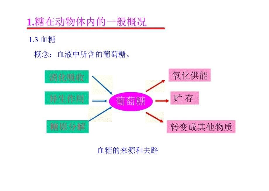 动物生物化学课件8糖代谢_第5页