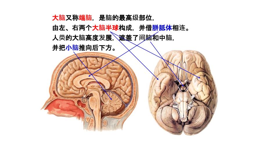 神经解剖额叶_第2页