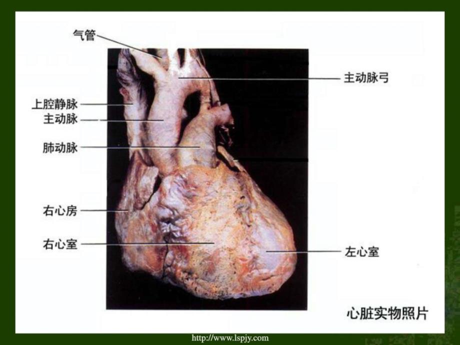 五年级上册科学心脏和血液循环其它课程小学教育教育专区1523829844_第4页