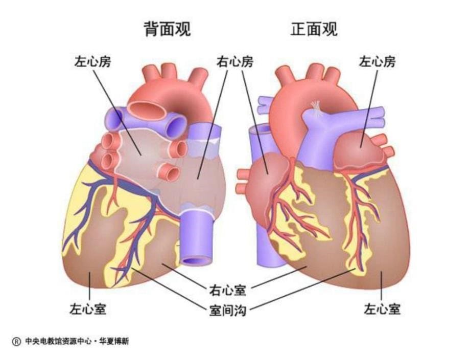 五年级上册科学心脏和血液循环其它课程小学教育教育专区1523829844_第5页