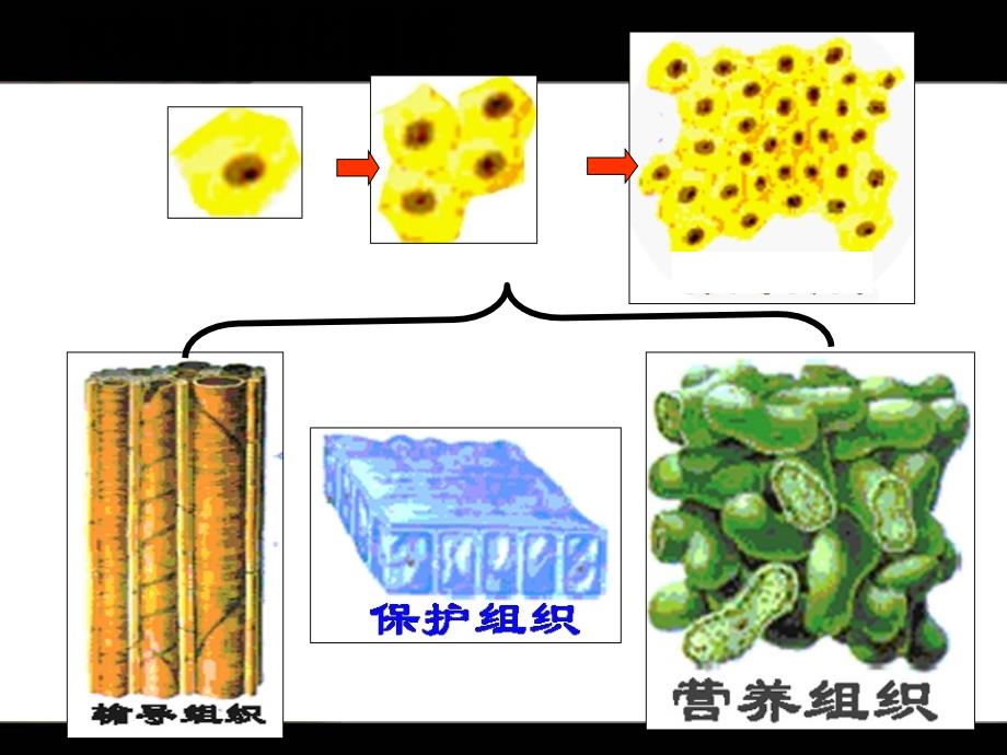 细胞的生命历程生长、衰老和癌变_第3页