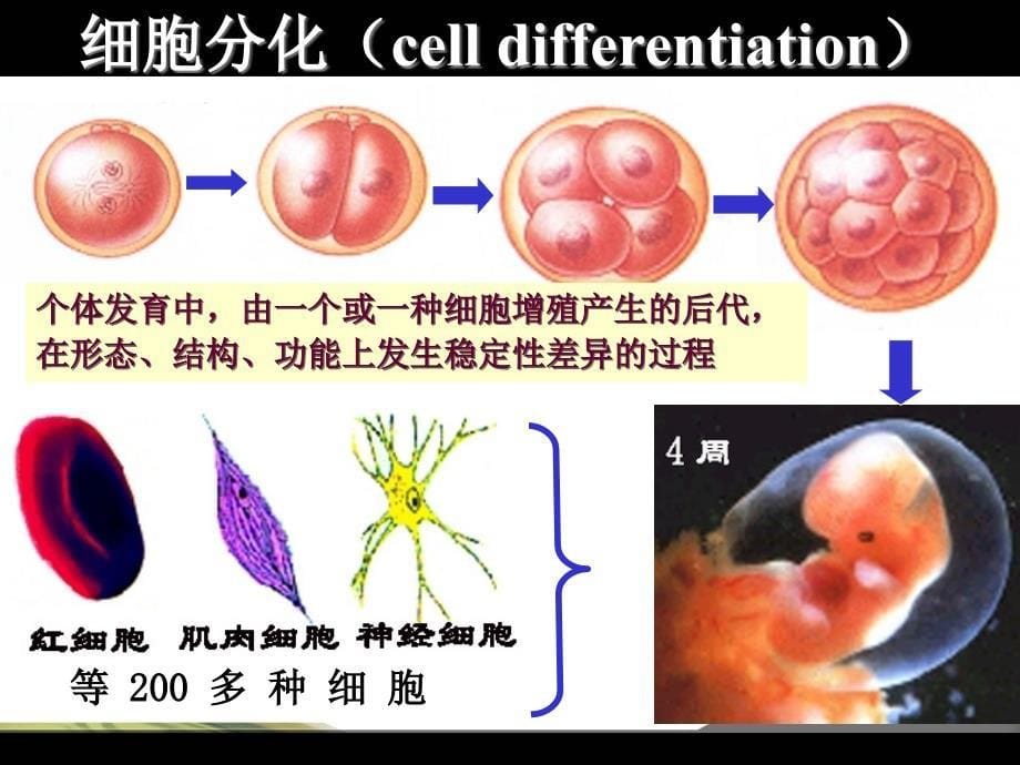 细胞的生命历程生长、衰老和癌变_第5页