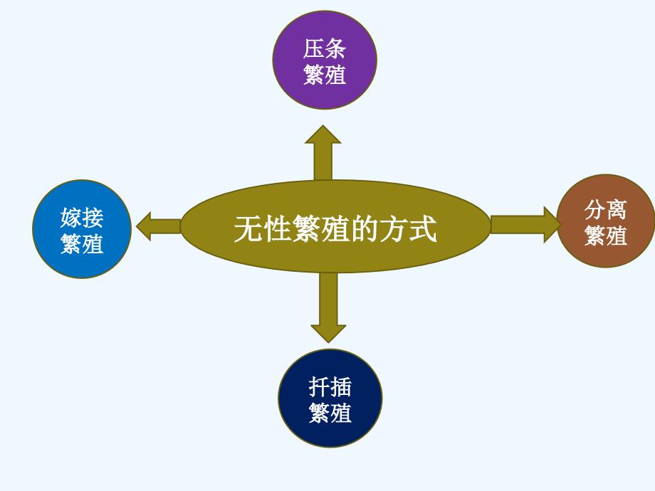 植物的无性繁殖_第4页