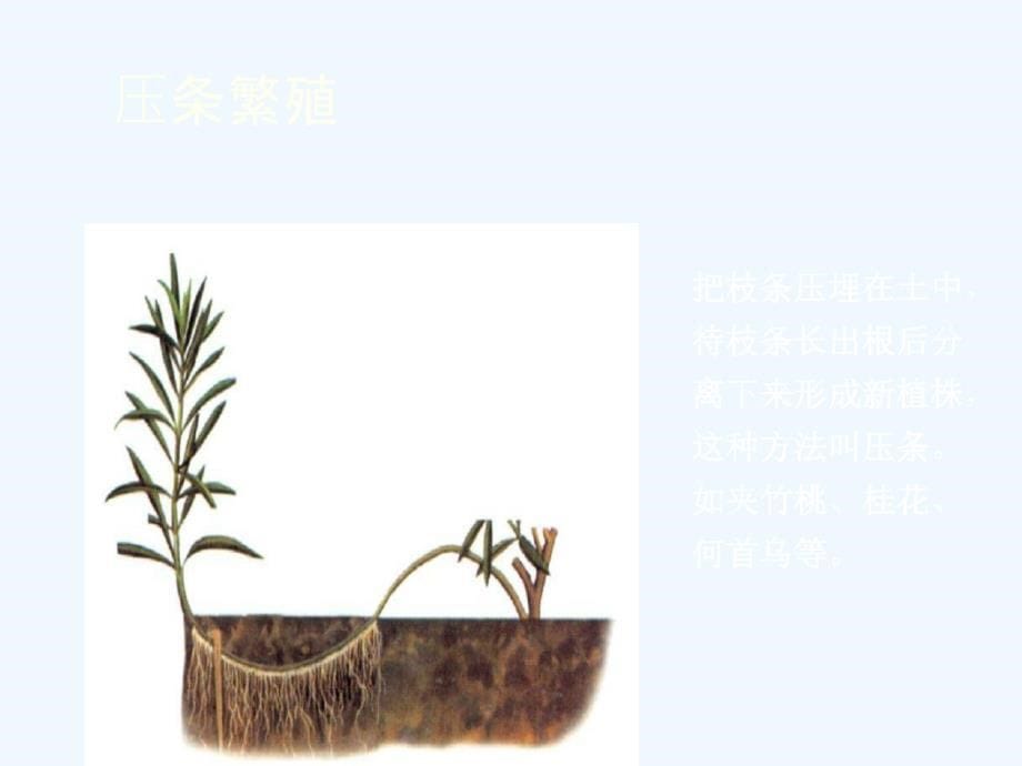 植物的无性繁殖_第5页