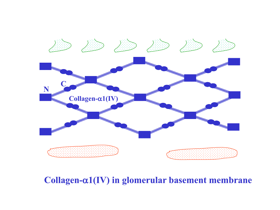 生物大分子相互作用学教学课件_第4页