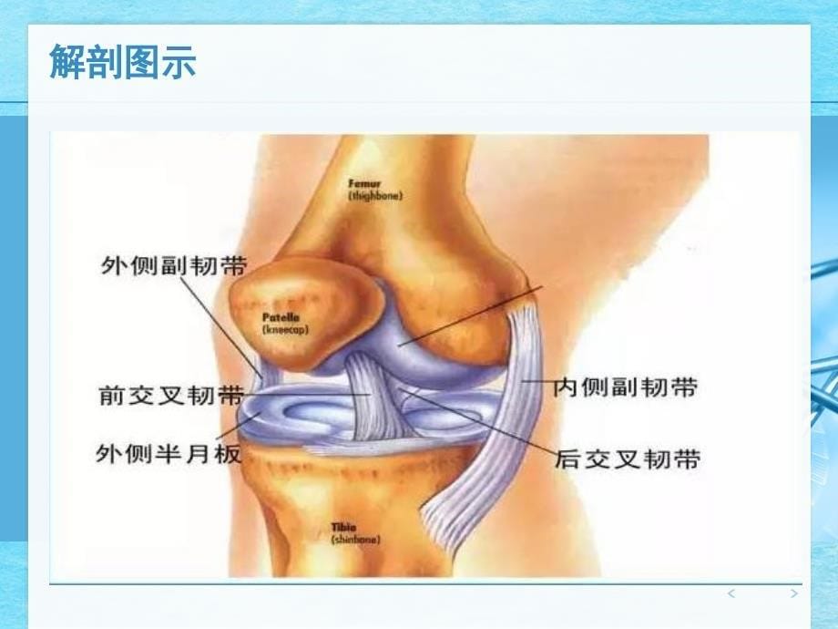 关节镜下前交叉韧的手术配合ppt课件_第5页