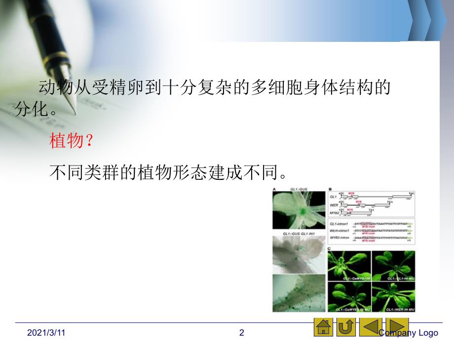 植物发育生物学_第2页