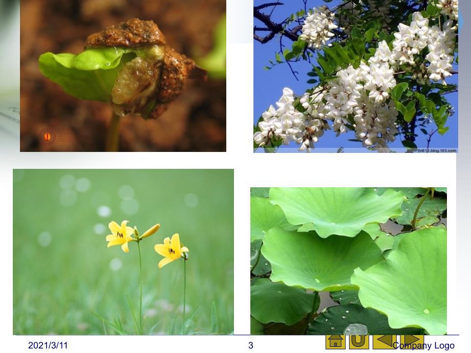 植物发育生物学_第3页