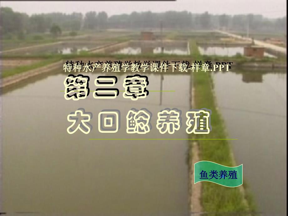 《大口鲶养殖》PPT课件_第1页