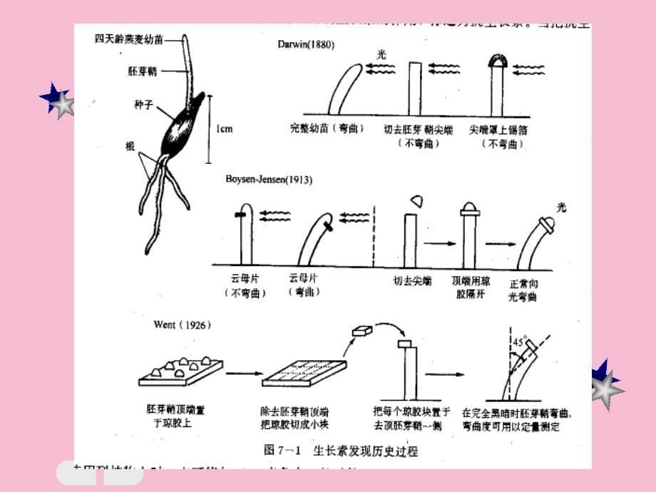 植物生理学植物激素ppt课件_第5页