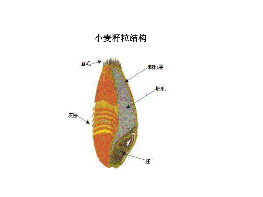 小麦不完善粒检验培训资料_第2页