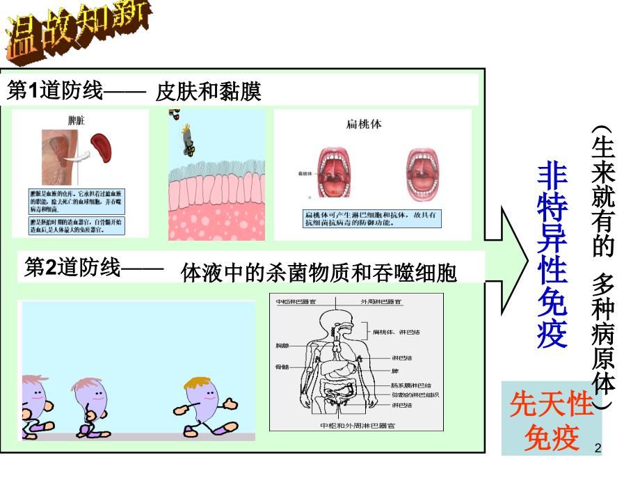 人体的免疫防线2_第2页