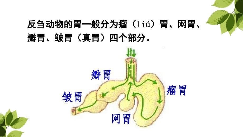 三年级上册10在牛肚子里旅行_第5页