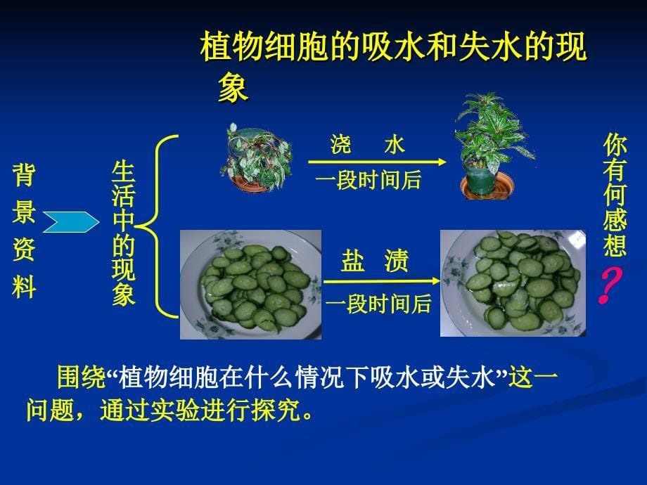 探究植物细胞失水和吸水_第5页