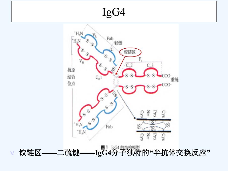 IgG4相关疾病课件讲座_第3页