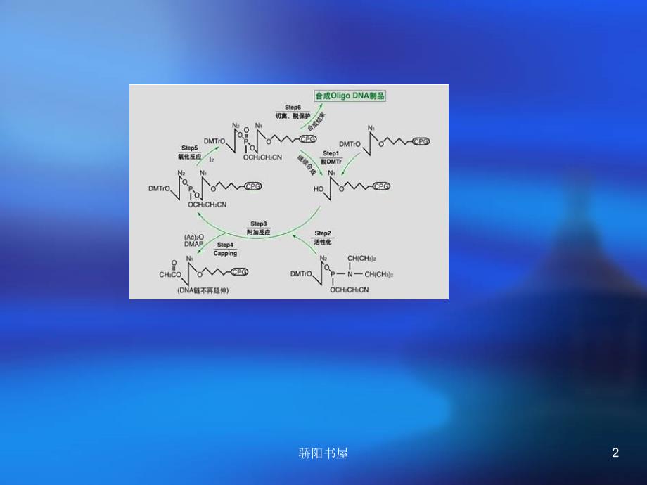 DNA合成原理及操作[课资资源]_第2页