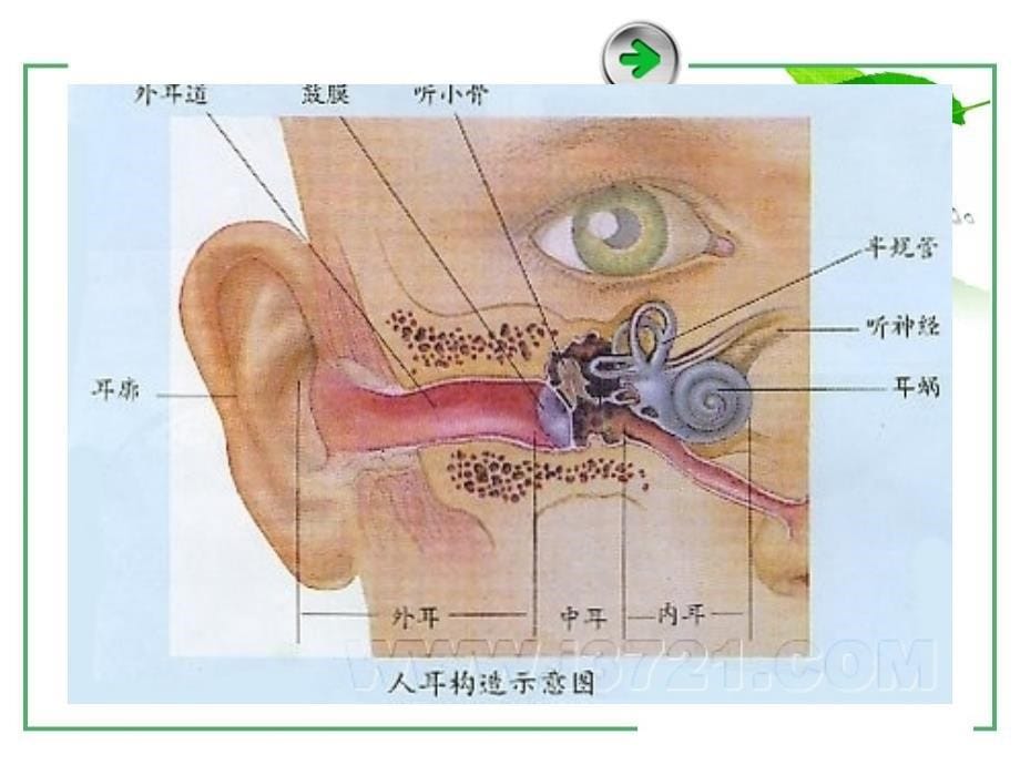 影视心理学(第5章).ppt_第5页