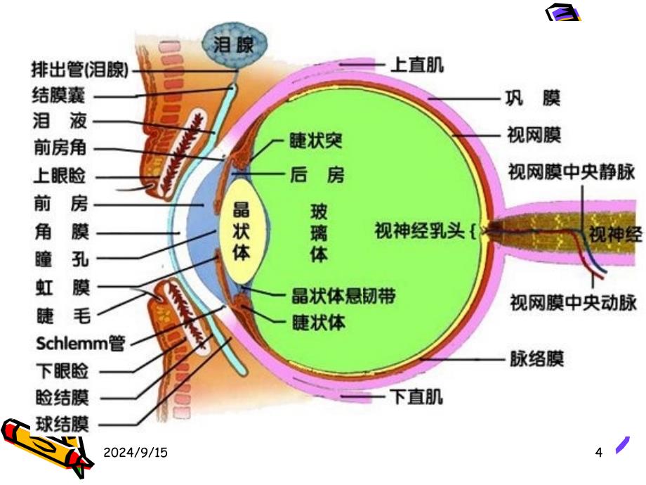 眼科基础知识_第4页