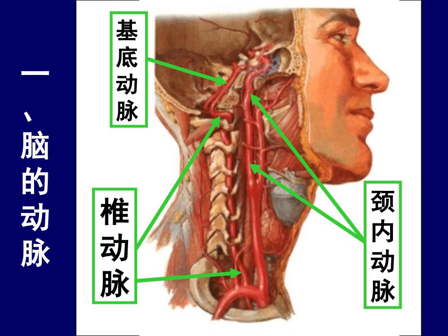 大脑前中后动脉血管分布图_第3页