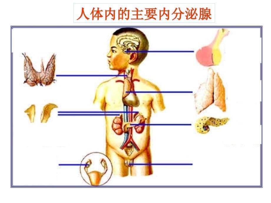 人和高等动物生命活动调节_第5页