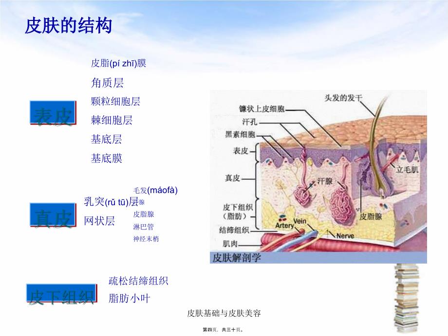 皮肤基础与皮肤美容课件_第4页