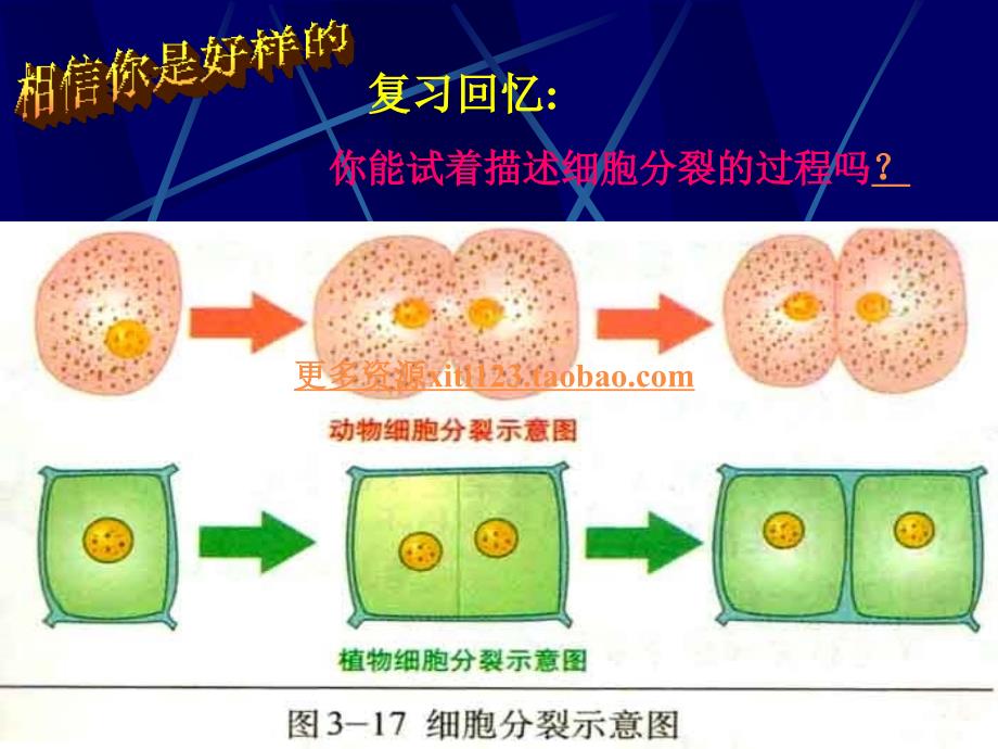 七年级生物_细胞分化形成组织_第2页