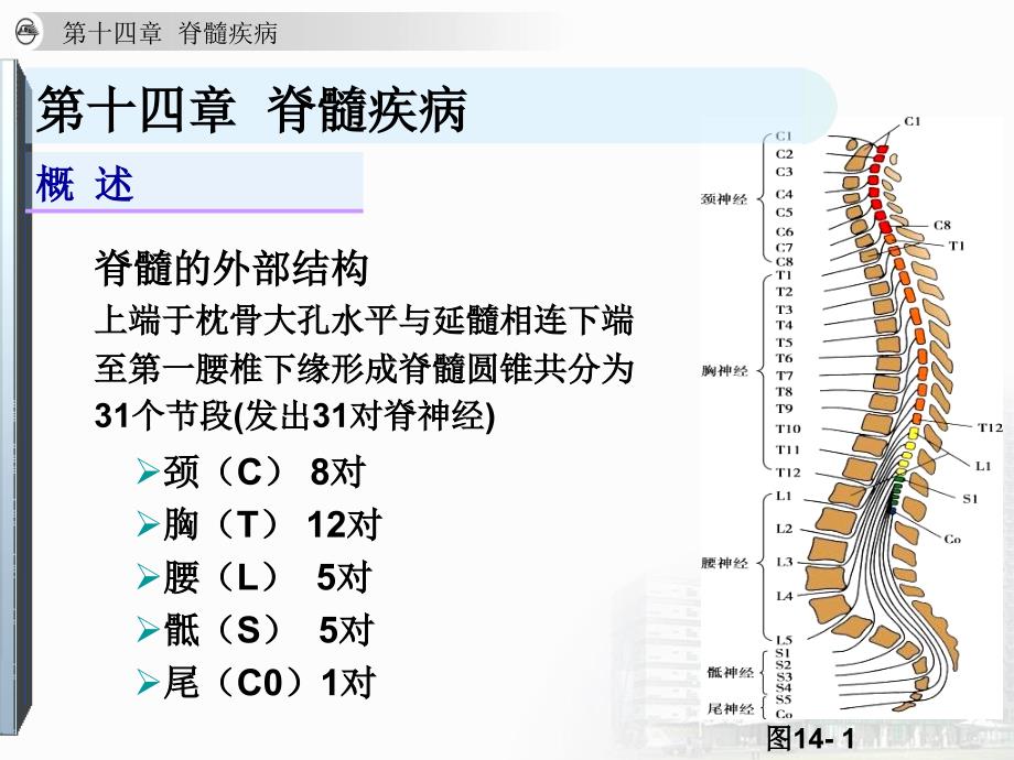 神经病学-脊髓疾病_第4页