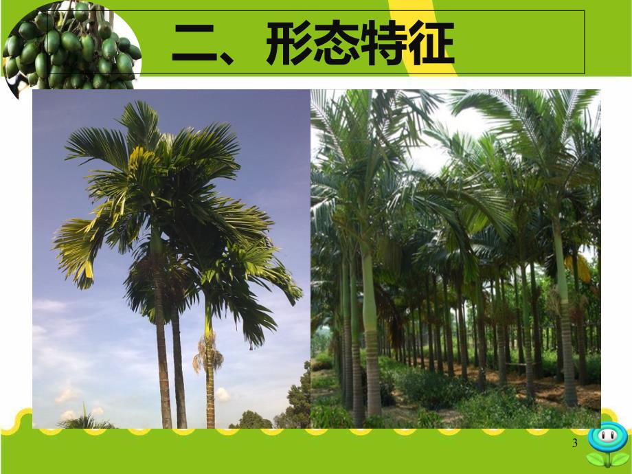 槟榔种植管理技术实用版_第3页