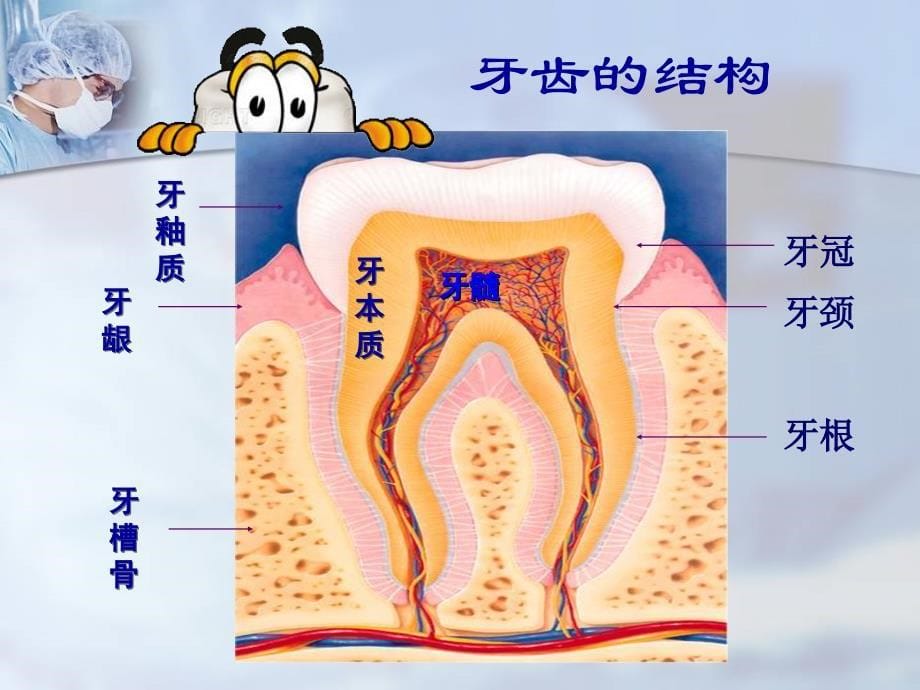 龋齿课件.ppt_第5页