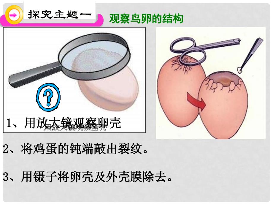 湖北省北大附中武汉为明实验学校八年级生物下册《第七单元 第一章 第四节 鸟的生殖和发育》课件 新人教版_第3页