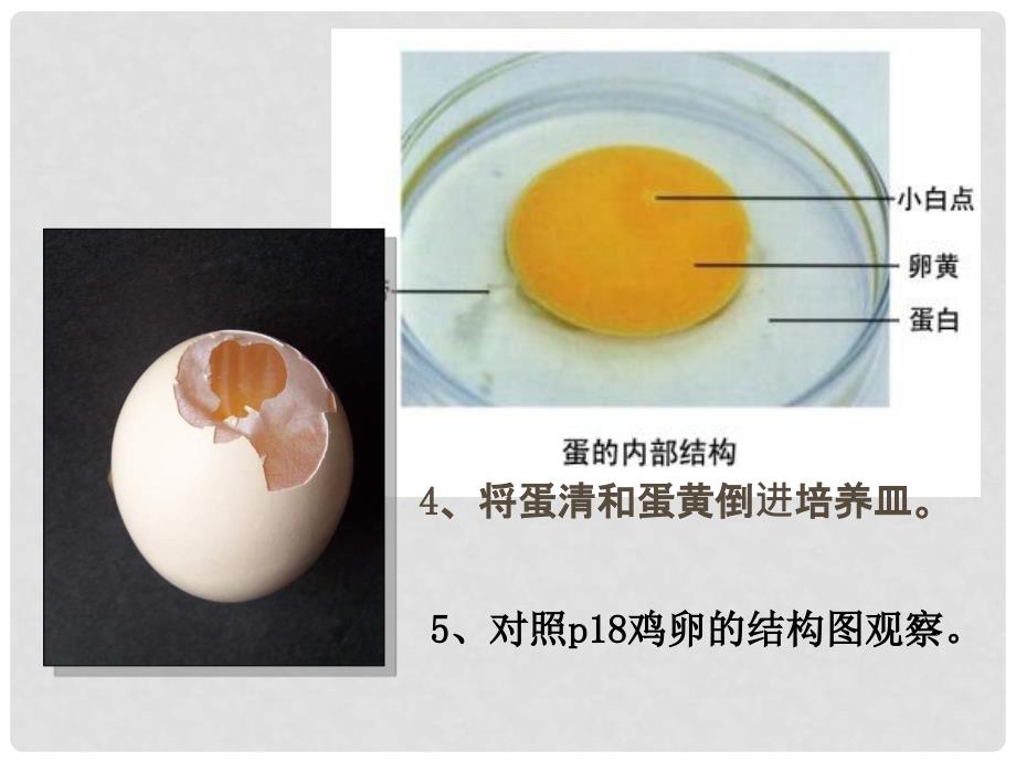 湖北省北大附中武汉为明实验学校八年级生物下册《第七单元 第一章 第四节 鸟的生殖和发育》课件 新人教版_第4页