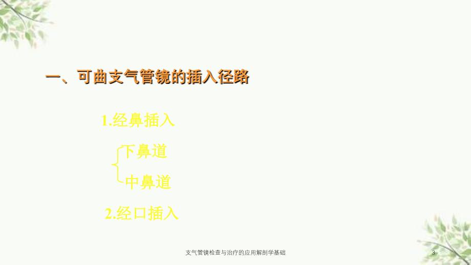 支气管镜检查与治疗的应用解剖学基础课件_第3页